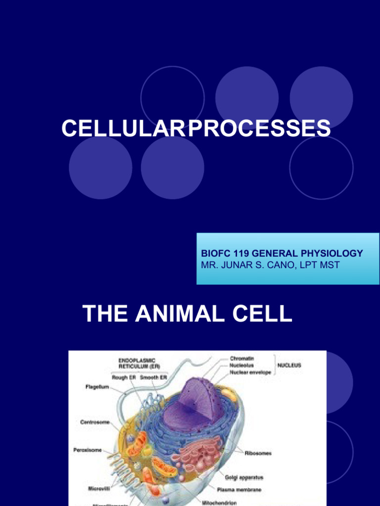 No 2. Cellular Processes | PDF | Endoplasmic Reticulum | Electron ...