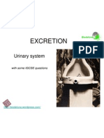 Excretion: Urinary System