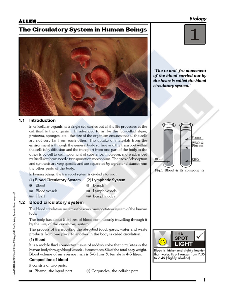 The Circulatory System in Human Beings | PDF | Atrium (Heart) | Artery