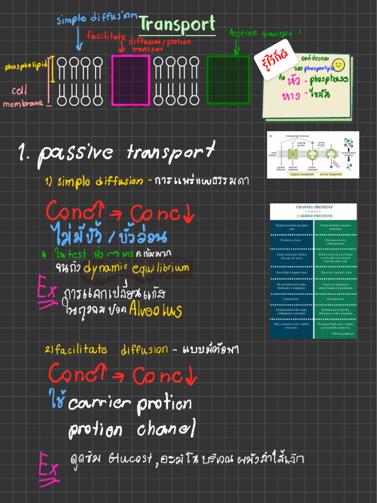 Transport | PDF