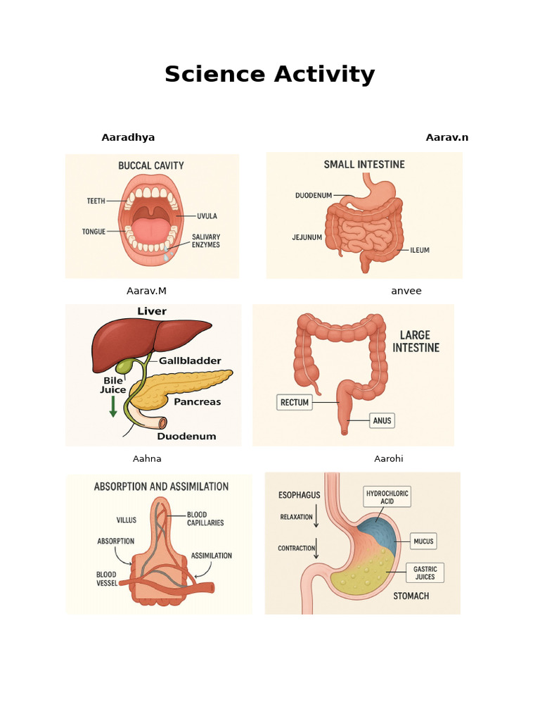 Science Activity | PDF