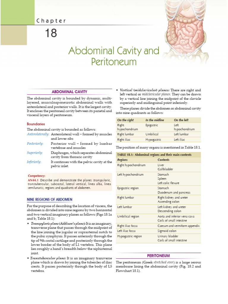 Abdominal Cavity and Peritoneum | PDF | Peritoneum | Abdomen