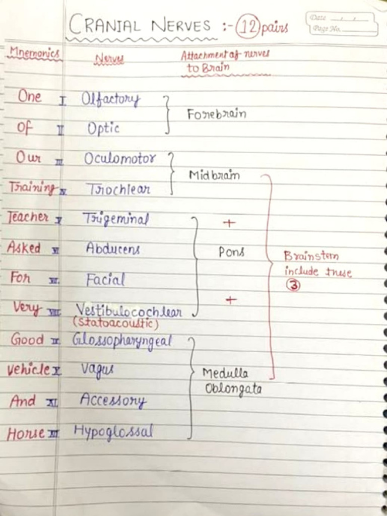Head N Neck Notes | PDF