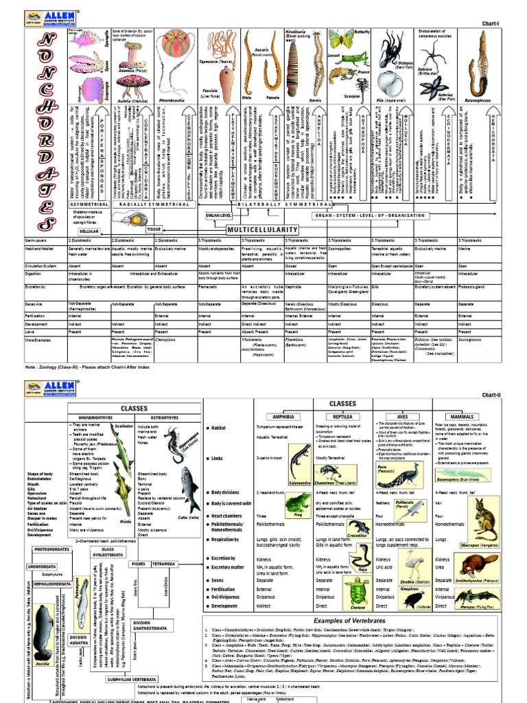 Animal Kingdom Concept Map | PDF | Zoology