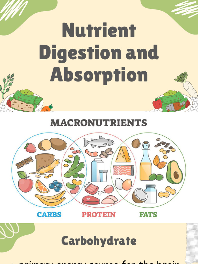 6nutrient Digestion and Absorption | PDF | Digestion | Small Intestine
