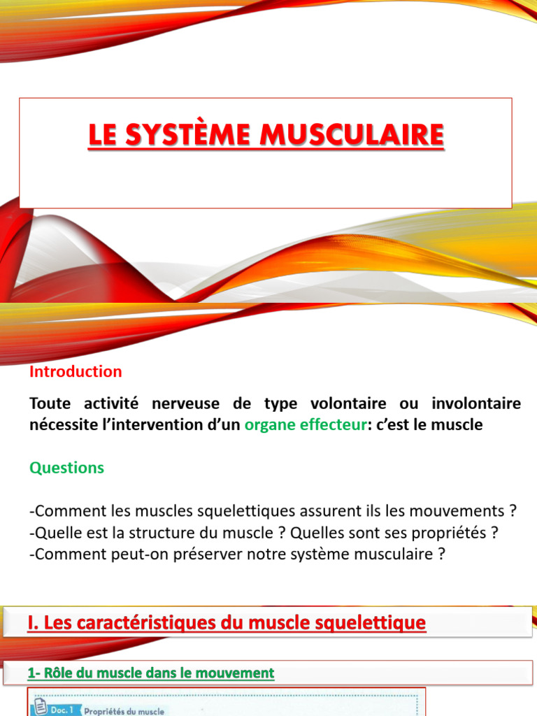 Le Système Musculaire | PDF | Muscle | Muscle squelettique