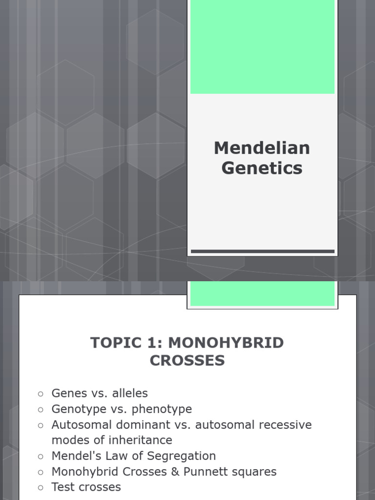 Mendelian Genetics Presentation | PDF | Dominance (Genetics) | Genotype
