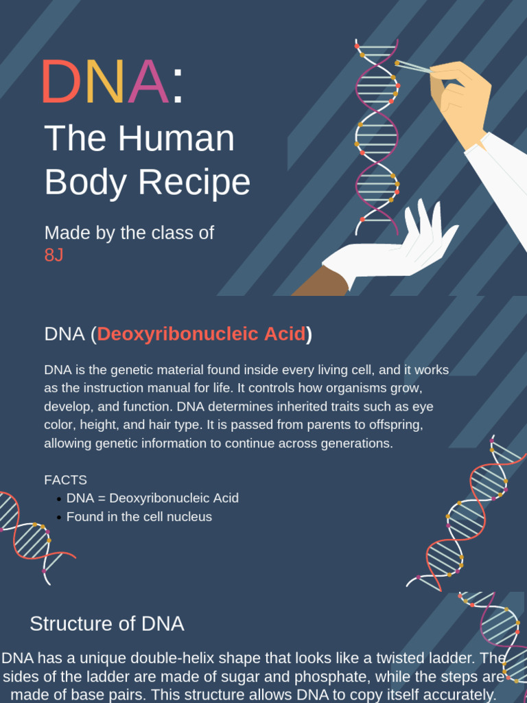 DNA - The Human Body Recipe by Slidesgo | PDF | Genotype | Dominance ...
