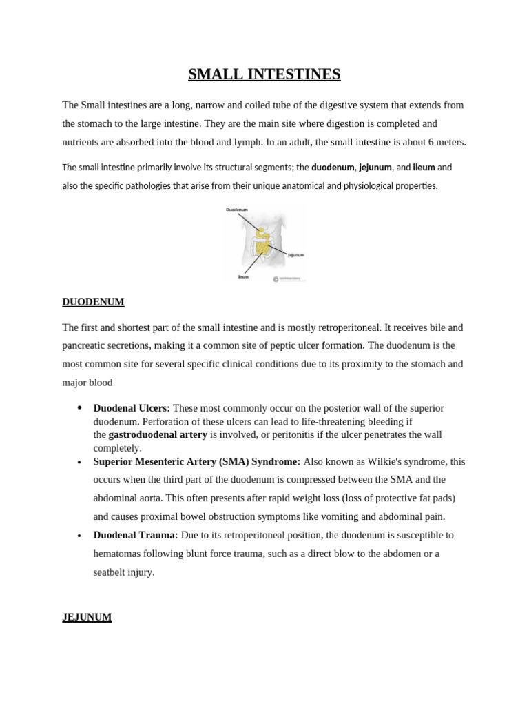 Small Intestines | PDF | Small Intestine | Gastrointestinal Tract