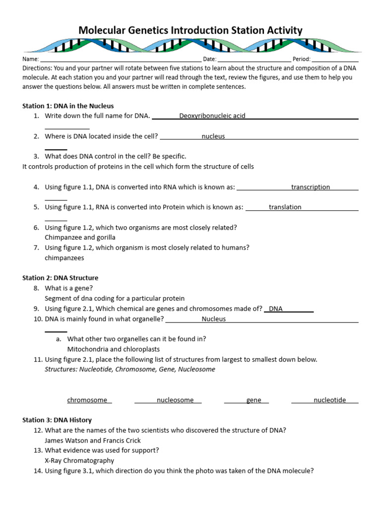 DNA Stations Student Response Sheet | PDF | Dna | Nucleotides