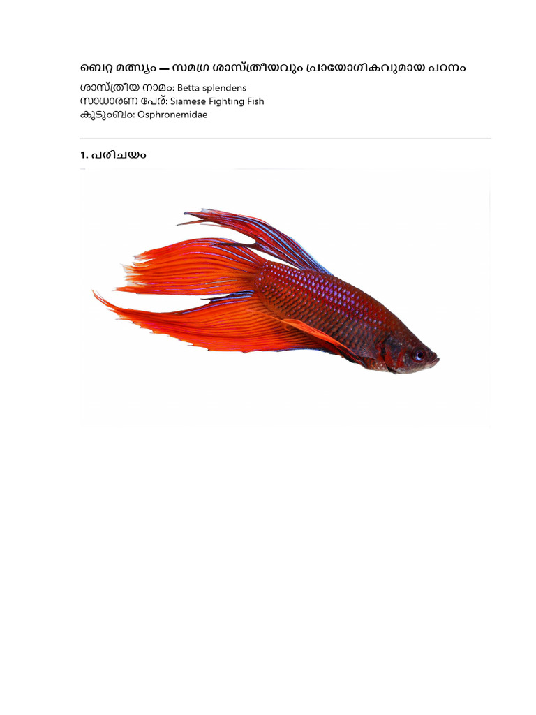 Betta Fish Malayalam-1 | PDF