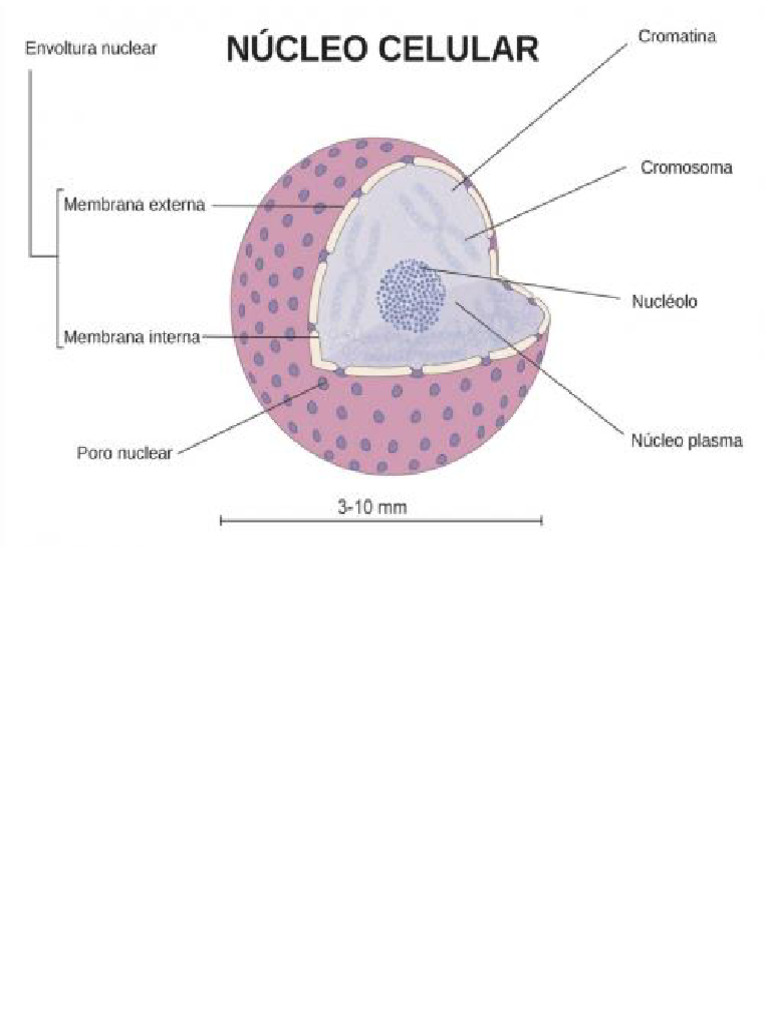 Nucleo de Una Celula Eucariota | PDF | Nucleo celular | Biología Celular)