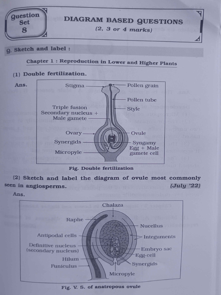 Diagram Based Questions | PDF