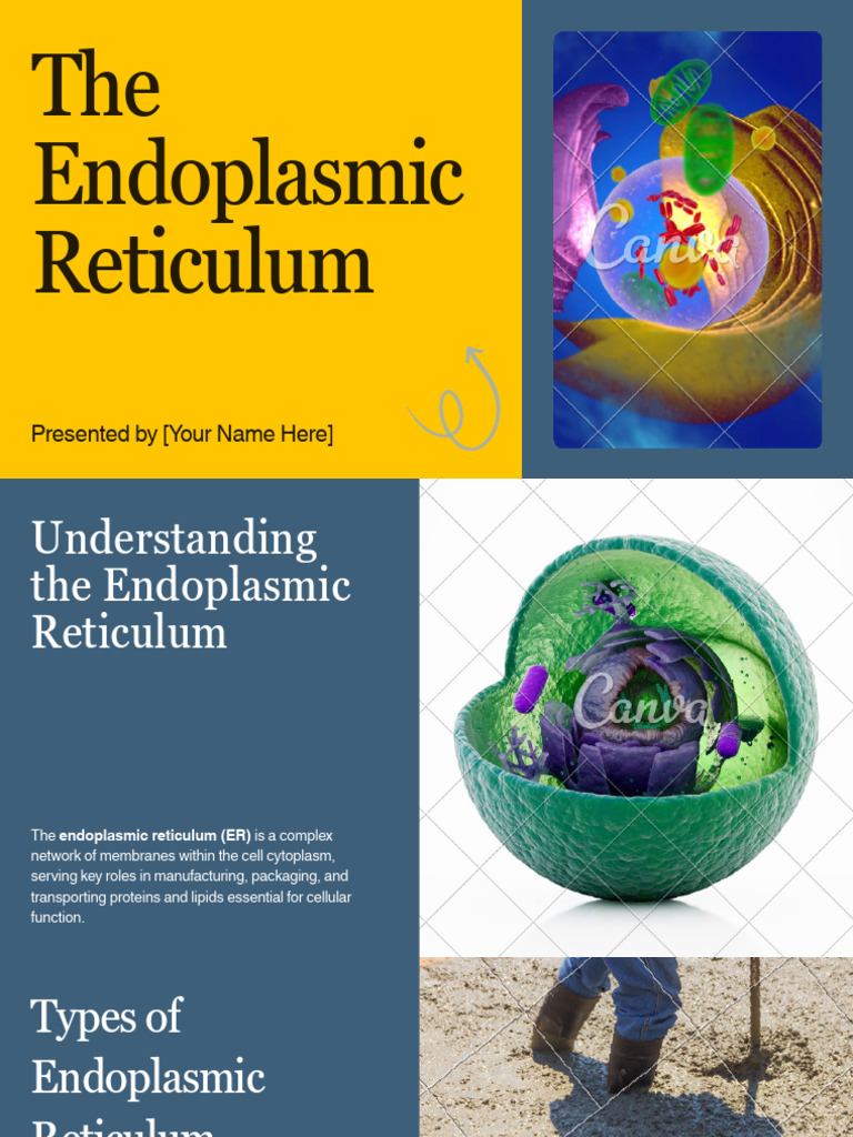 Presentation - The Endoplasmic Reticulum | PDF