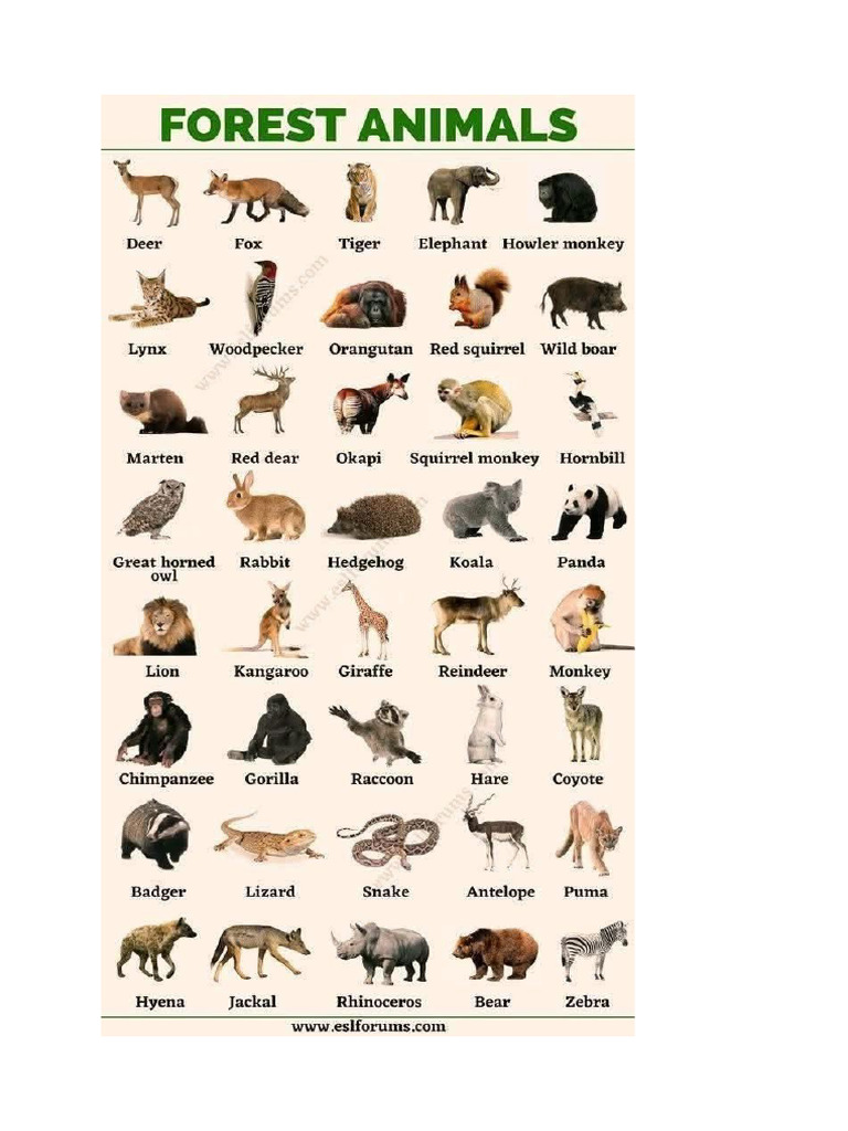 Animals | PDF