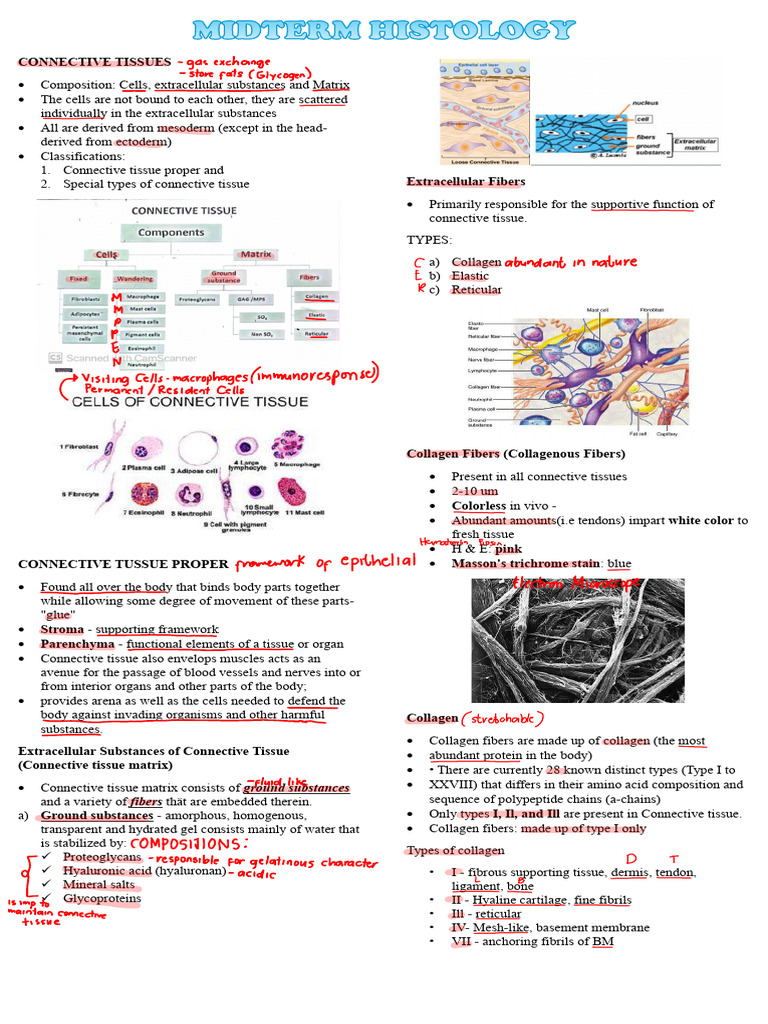 Midterm Connective Tissues | PDF | Connective Tissue | Collagen