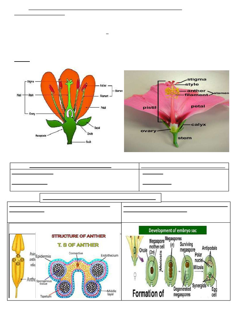 Sexual Reproduction in Flowering Plants. | PDF | Seed | Fruit