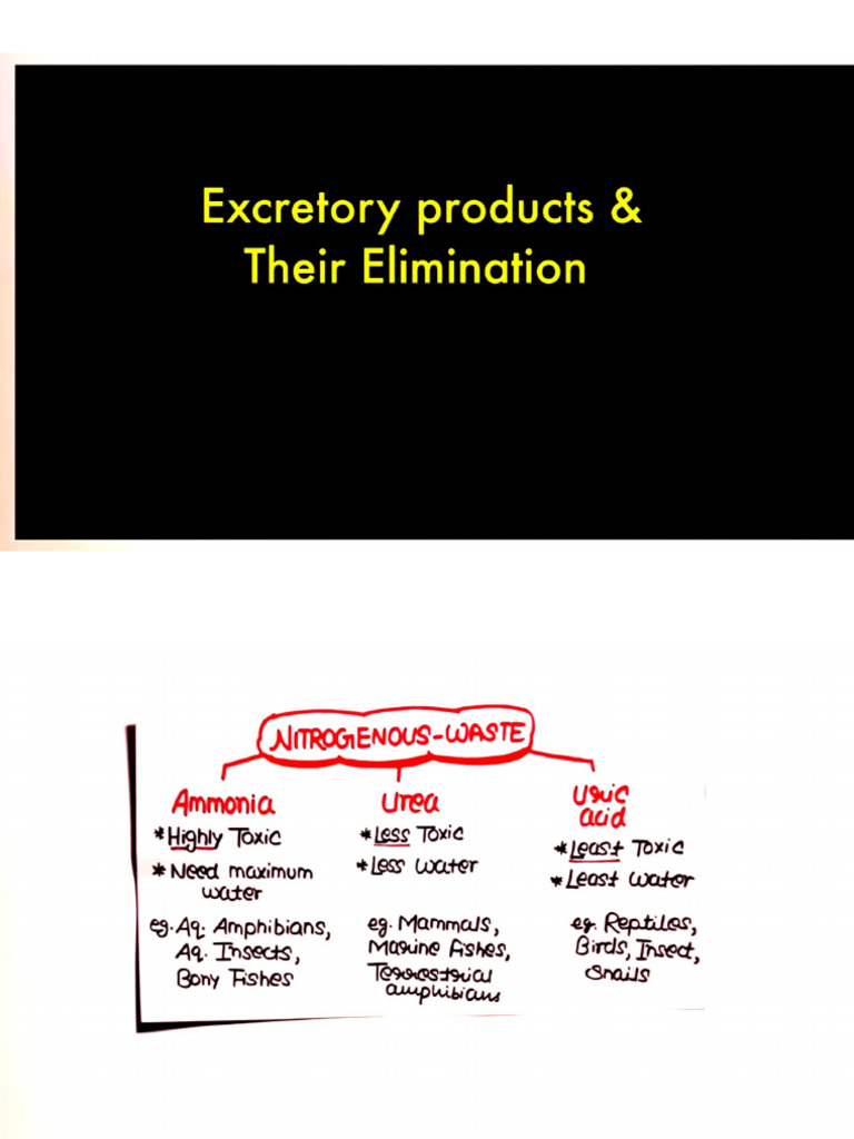 Excretion | PDF