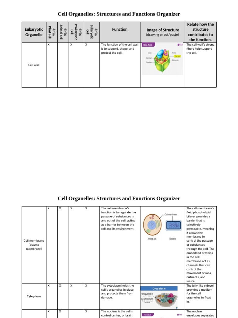 Cell Organelle Structure and Function | PDF | Cell (Biology) | Cell Nucleus