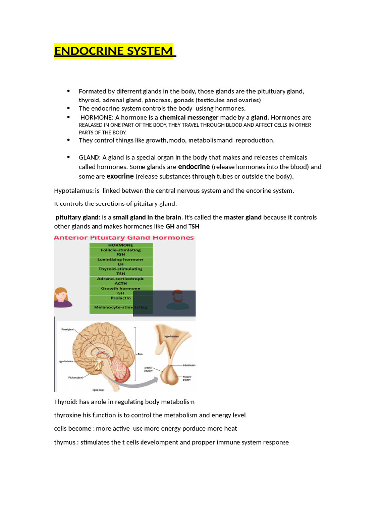 Endocrine System 1 | PDF