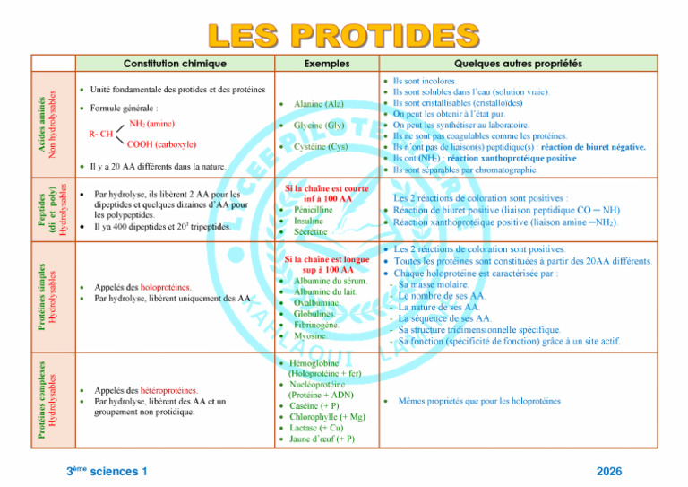 Fiche Les Protides | PDF