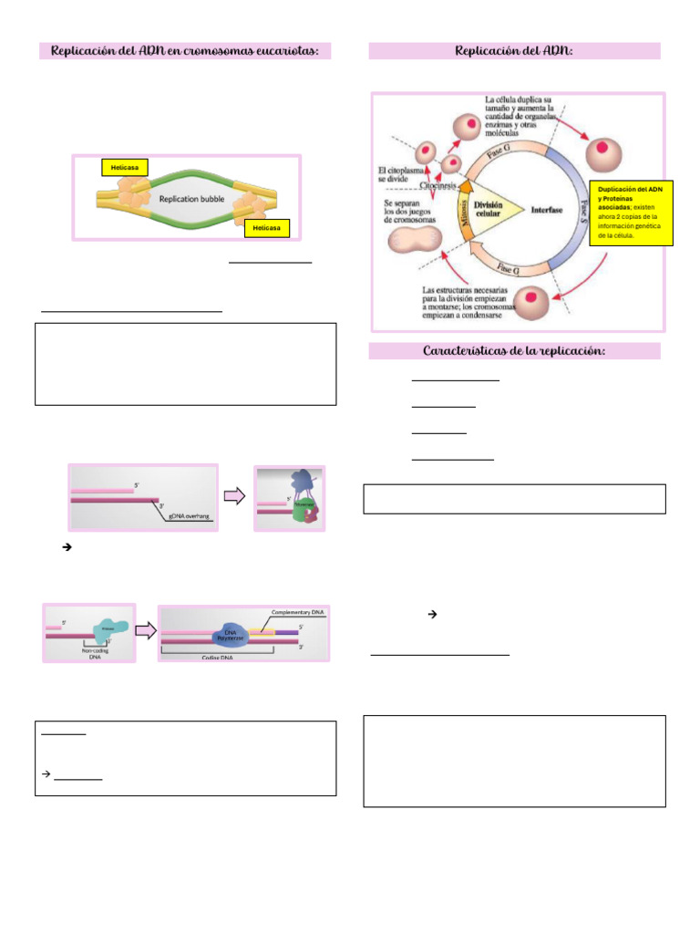 Clase 5 - Biología Molecular | PDF | Replicación De Adn | Adn