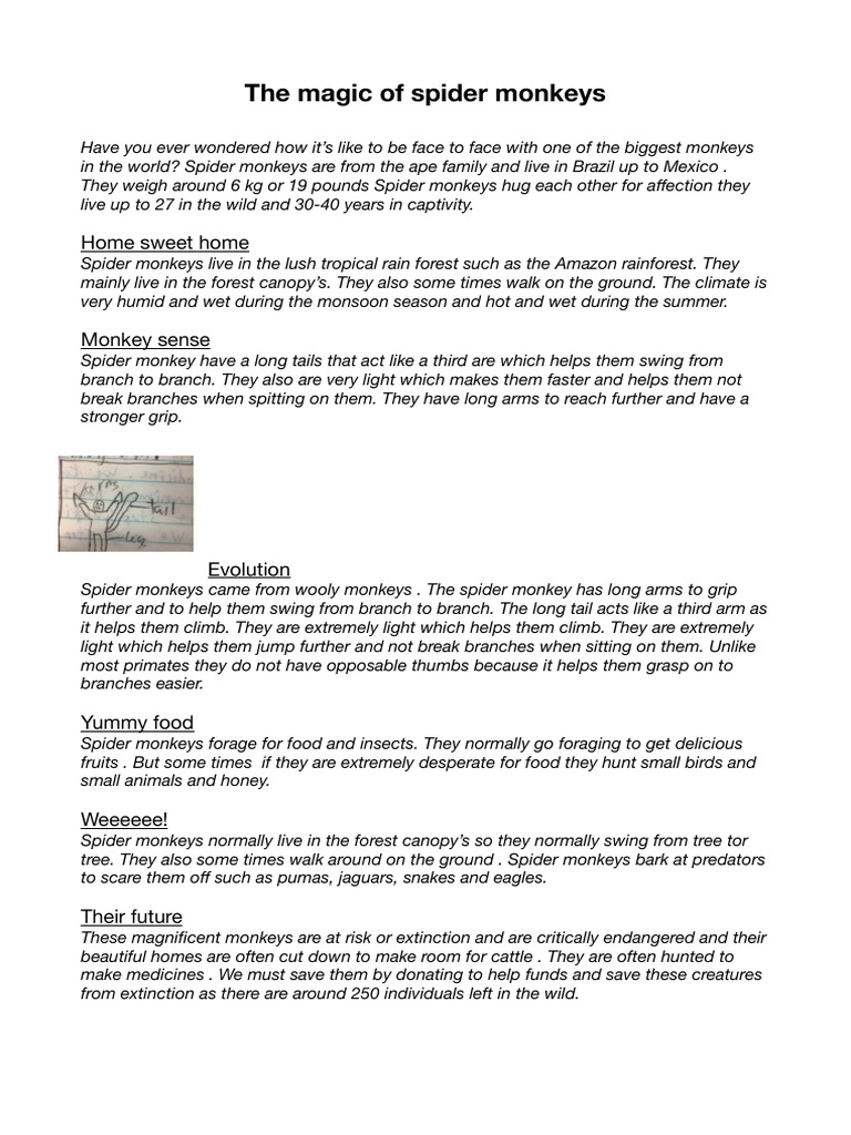 Spider Monkey Report | PDF