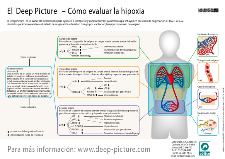 Deep Picture Corto | PDF | Medicina CLINICA | Fisiología
