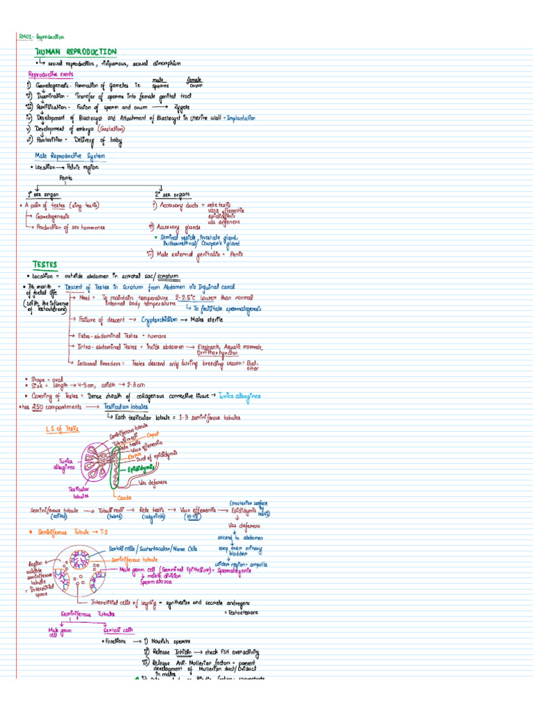 Human Reproduction Notes | PDF
