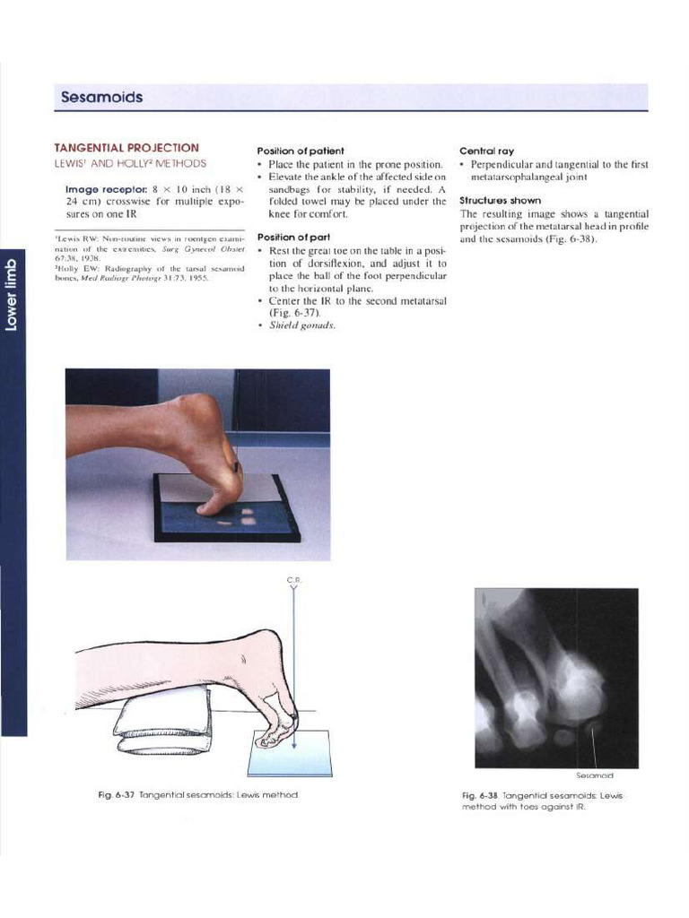 Lower Limb 2 | PDF