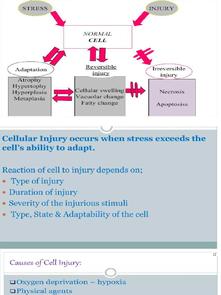Cell Injury Lecture No 3 | PDF