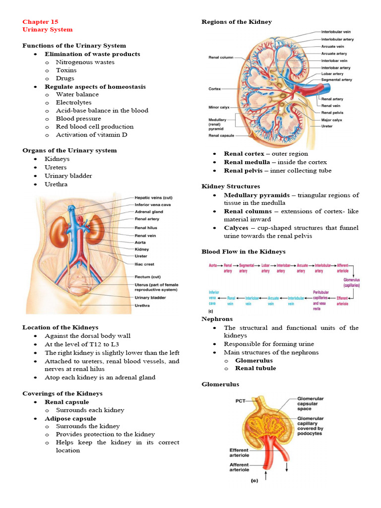 Chapter 15 Urinary System | PDF | Kidney | Urinary System