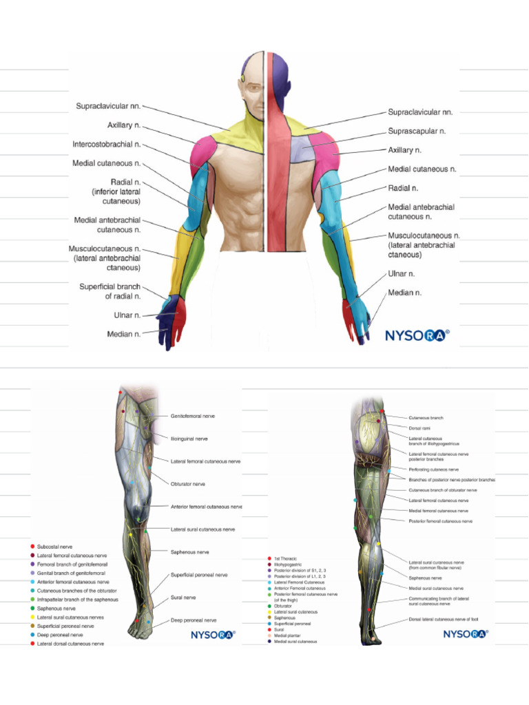 Cutaneous Innervation | PDF
