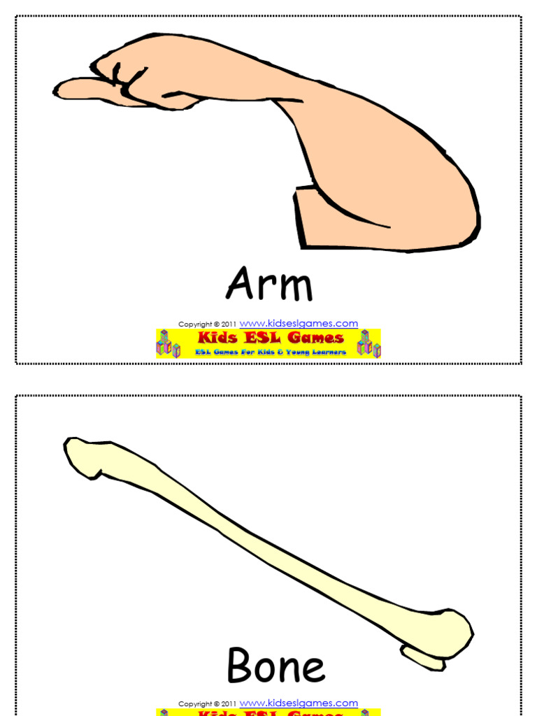 Body Parts Flashcards | PDF