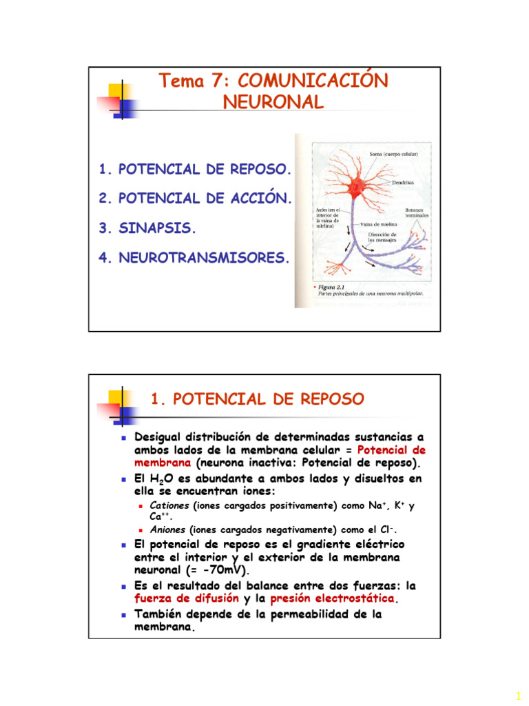 Tema 7 | PDF | Potencial de acción | Sinapsis