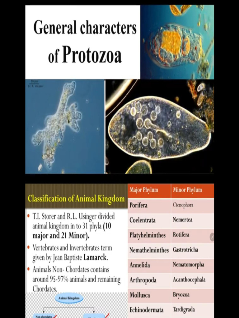 Protozoa-Characteristics and Classification - 082138 | PDF
