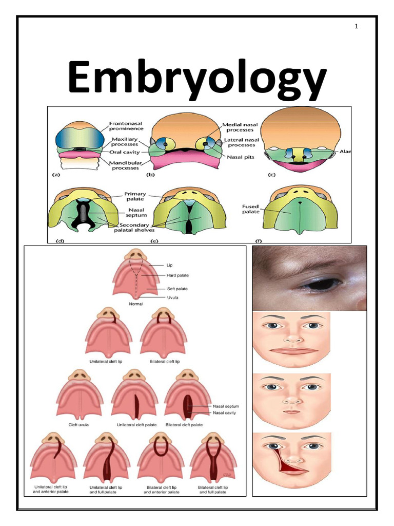 Anatomy and Embryology | PDF | Larynx | Human Nose