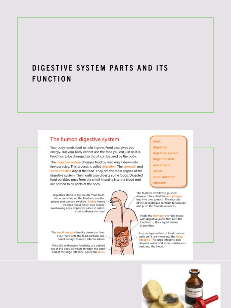 Digestive System Parts and Its Function | PDF