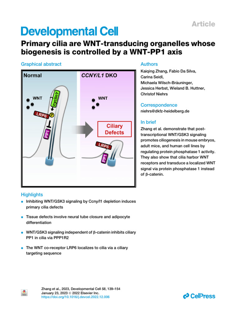 Primary Cilia Are WNT-transducing Organelles Whose | PDF | Cell ...