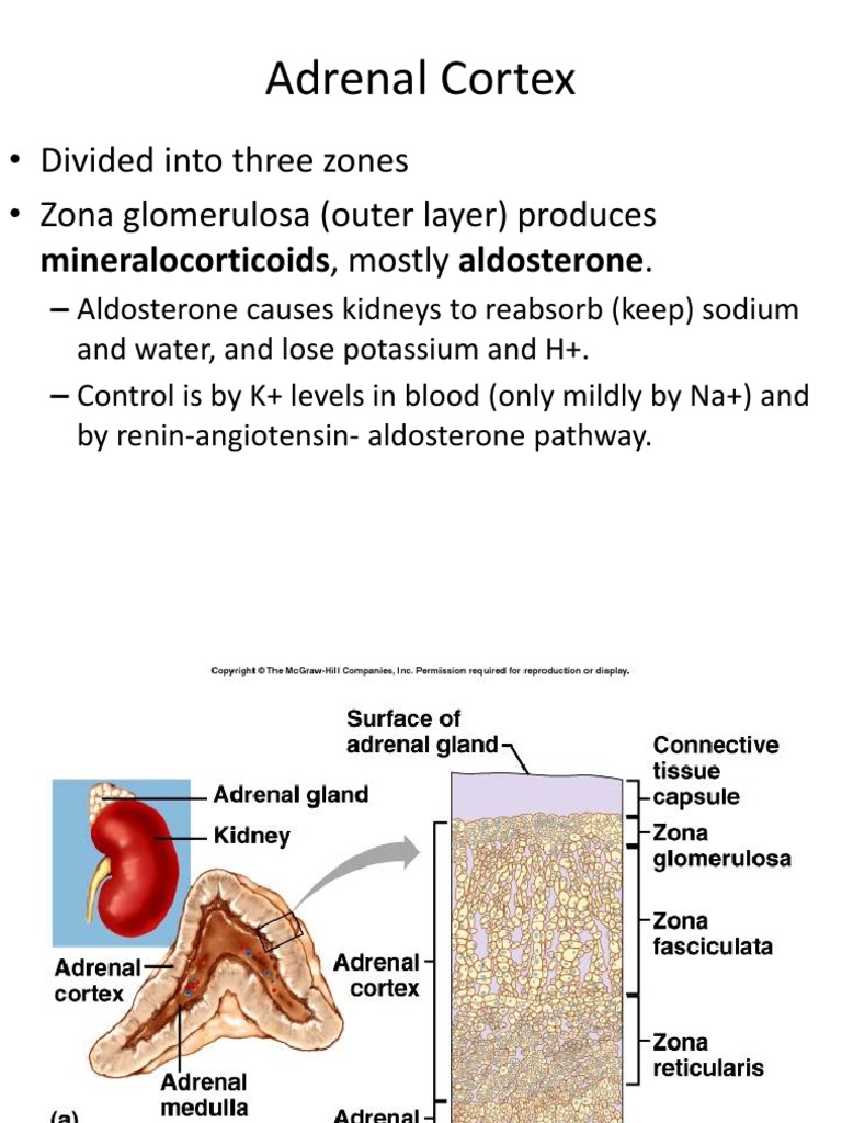 Adrenal Cortex Divided Into Three Zones Zona Glomerulosa (Outer