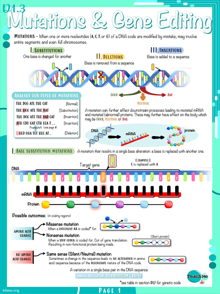Mutations & Gene Editing | PDF | Point Mutation | Mutation