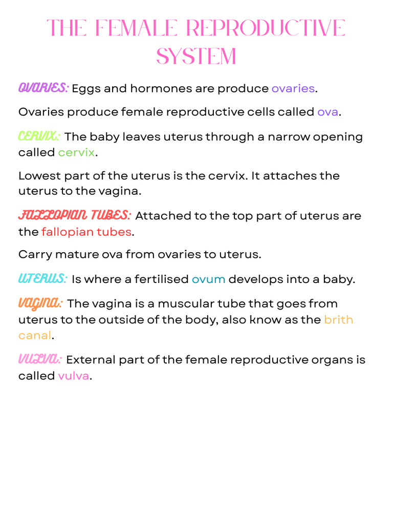 The Female Reproductive System | PDF