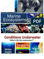 Marine Ecosystem