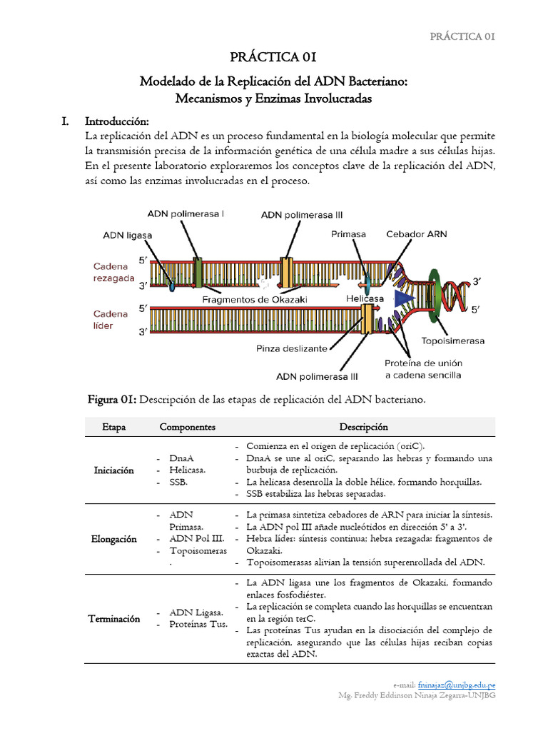 A01P_ExplorandoReplicaciónADN | PDF | Replicación De Adn | Adn