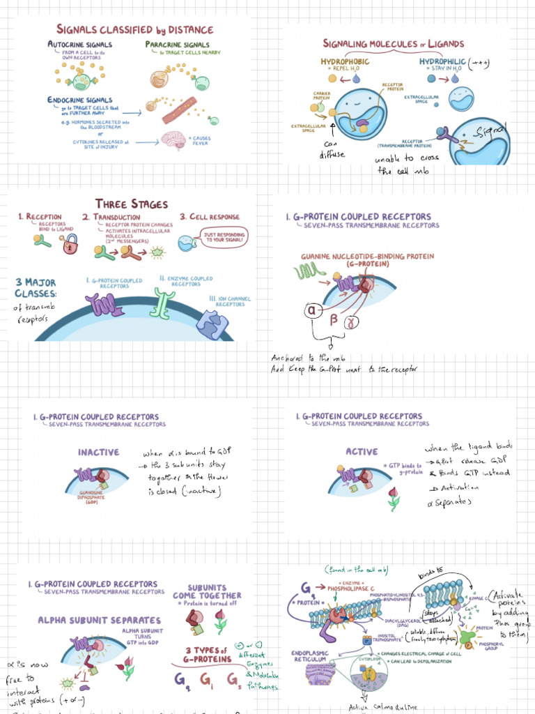 XCommon Cell Signaling Pathway | PDF | Cell Signaling | Structural Biology