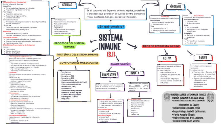Sistema Inmune | PDF | Sistema inmune | Linfocitos