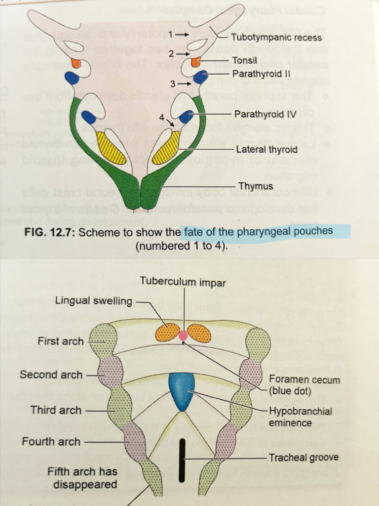 Embryology Charts | PDF