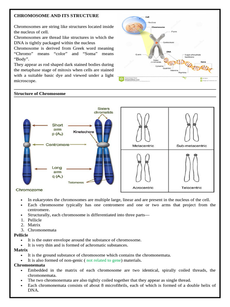 Chromosome and Its Structure | PDF | Chromosome | Biotechnology