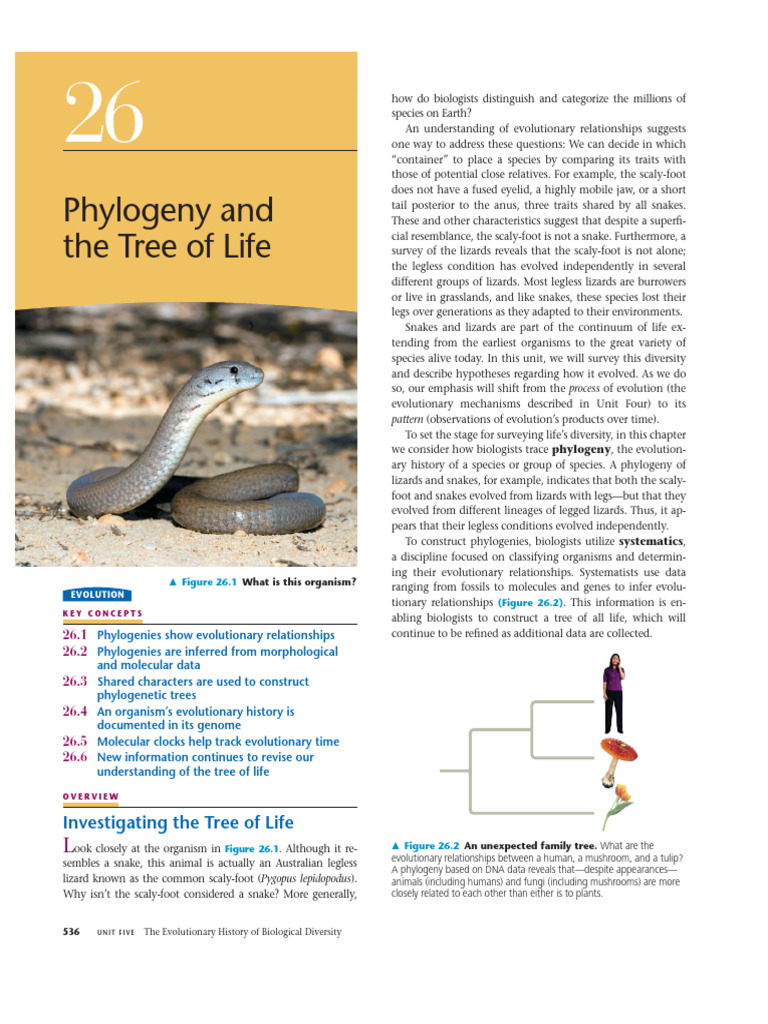 Chapter 26 Phylogeny | PDF | Phylogenetics | Taxonomy (Biology)