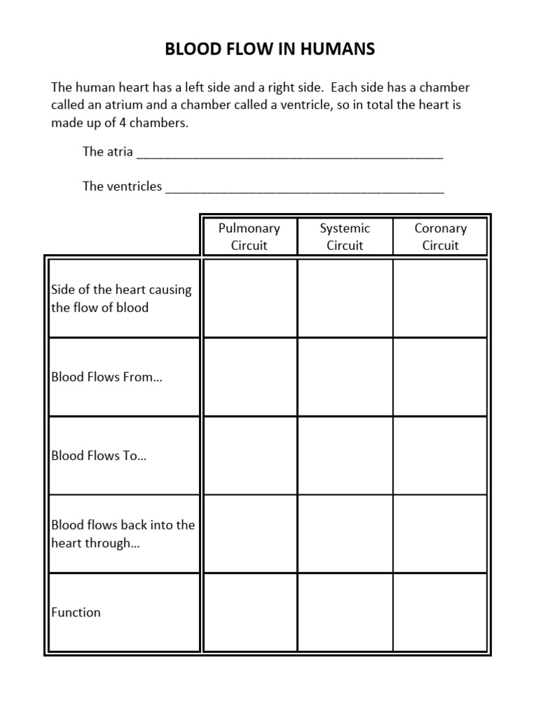 Blood Flow in Humans Chart | PDF